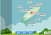 Euglena cell diagram game